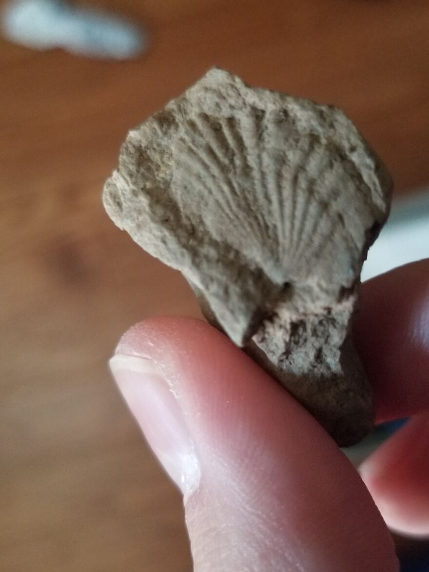 I Found Some Fossils In Backyard.