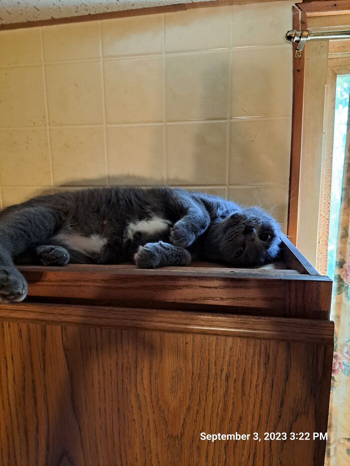 Lunala, My Russian Blue Stray Who Showed Up Behind My Work And Fell In Love With My Husband