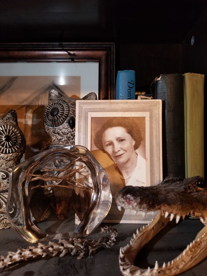 A Bat Preserved In Resin, A Taxidermied Alligator Head, A Skeletised Opossum Tail, And A Photo Of My Grandmother