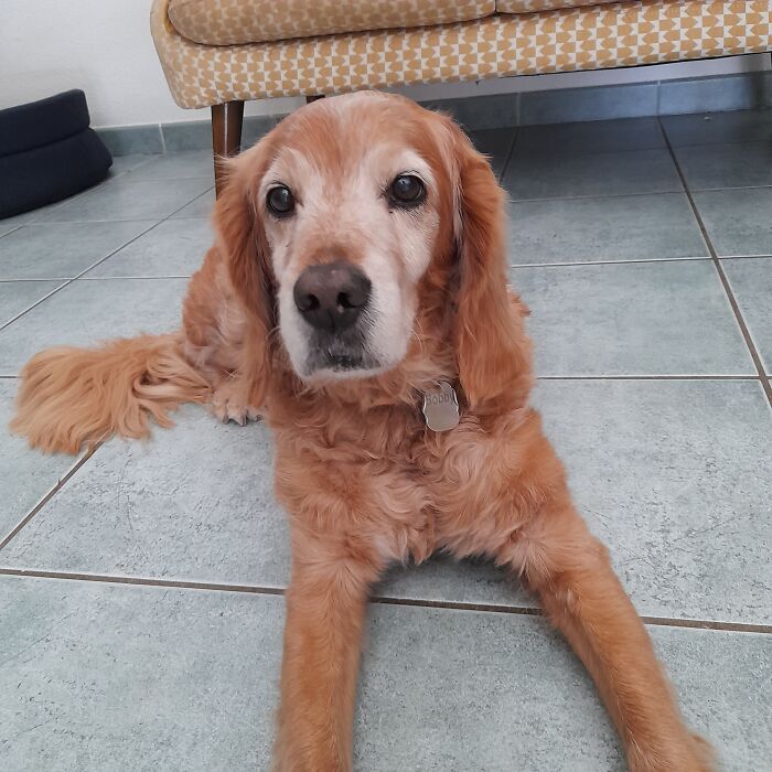 My Tired 14 Yo Baby Fighting Cancer ❤️‍🩹. Give Him Some Love 🥺