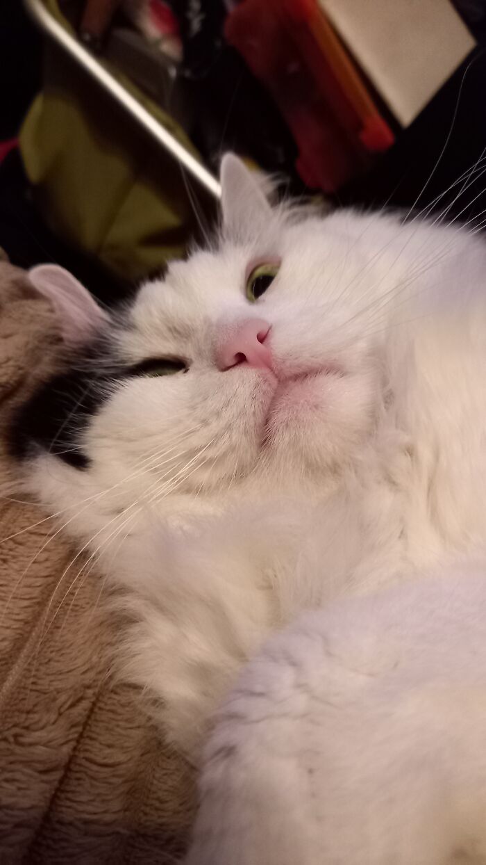 Nala (Thought He Was Female When We Found Him) Is Stunning... These Are The Photos I Get