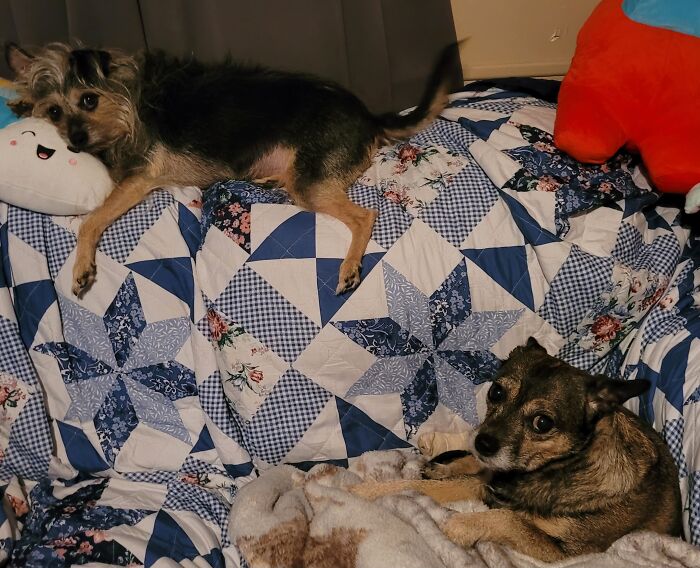 Little Littermates Chilling On "Their" Couch