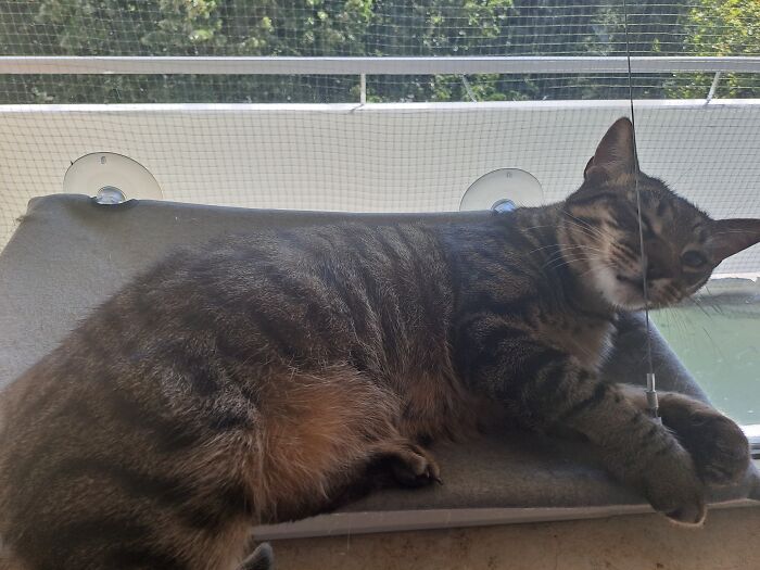 Tiger, My Little Cuddly Goofball