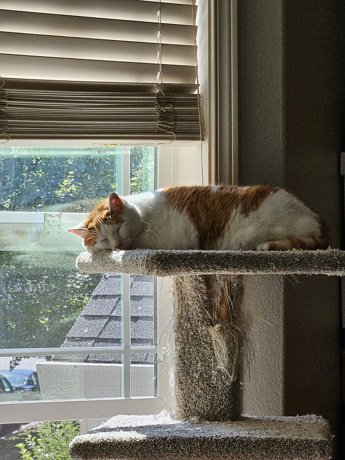 My Baby Having A Snooze On Her Beat-Up Kitteh Tower