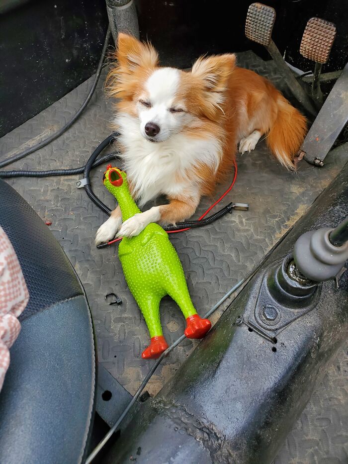 Archie Just Loves His Plastic Chicken...lol