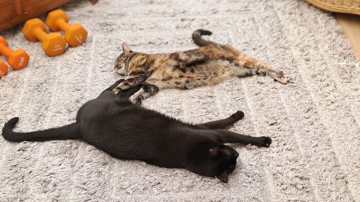 Sun-Bathing In The Conservatory