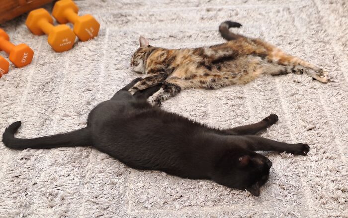 Sunbathing In The Conservatory. God Knows Why..it's Boiling Here In The UK!
