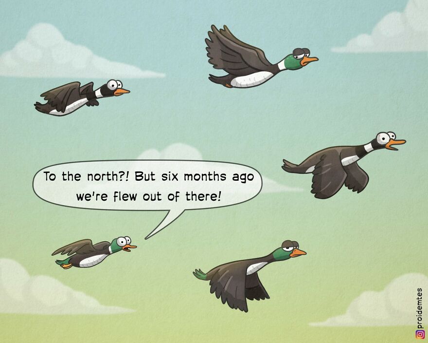 The ducks are flying North