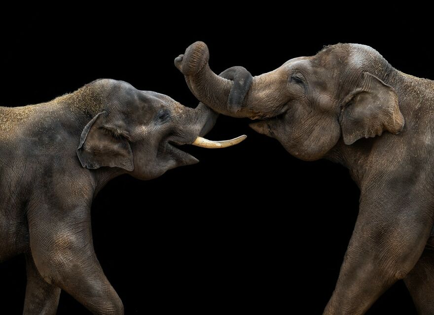 Photographer Continues To Make Impactful Portraits Of Wild Animals (65 New Pics)