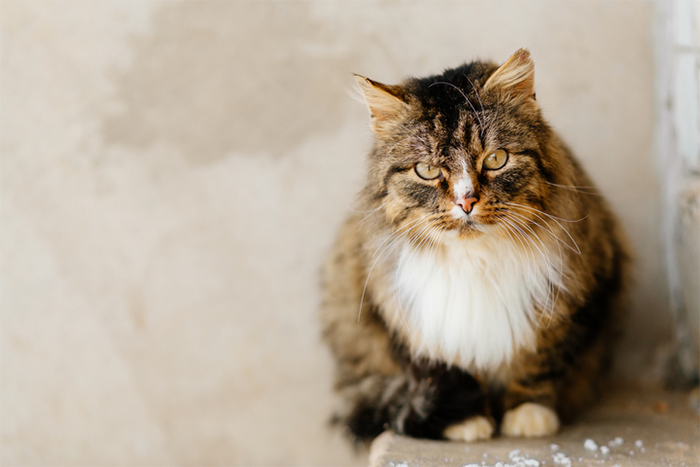 Couple Assumes New Neighbors Are Mexican, Makes Their Lives Hell Until The Day They Lose Patience