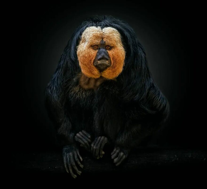 Photographer Continues To Make Impactful Portraits Of Wild Animals (65 New Pics)