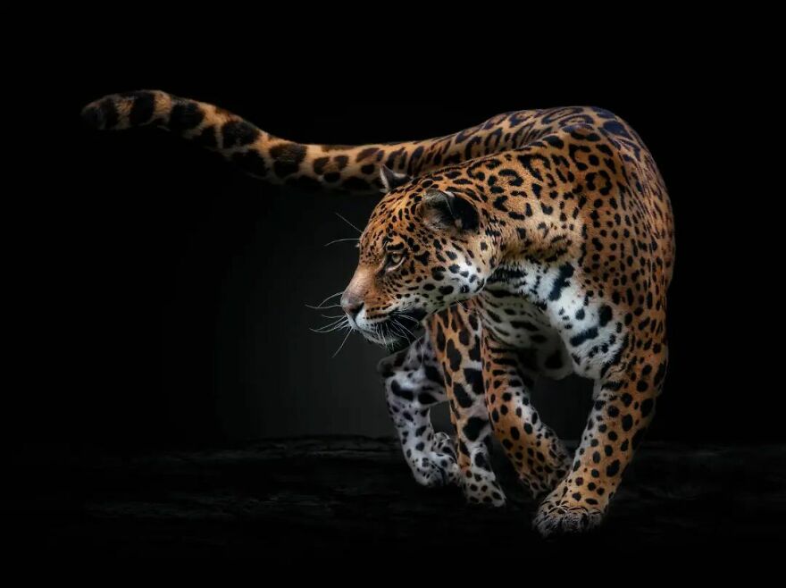 Photographer Continues To Make Impactful Portraits Of Wild Animals (65 New Pics)