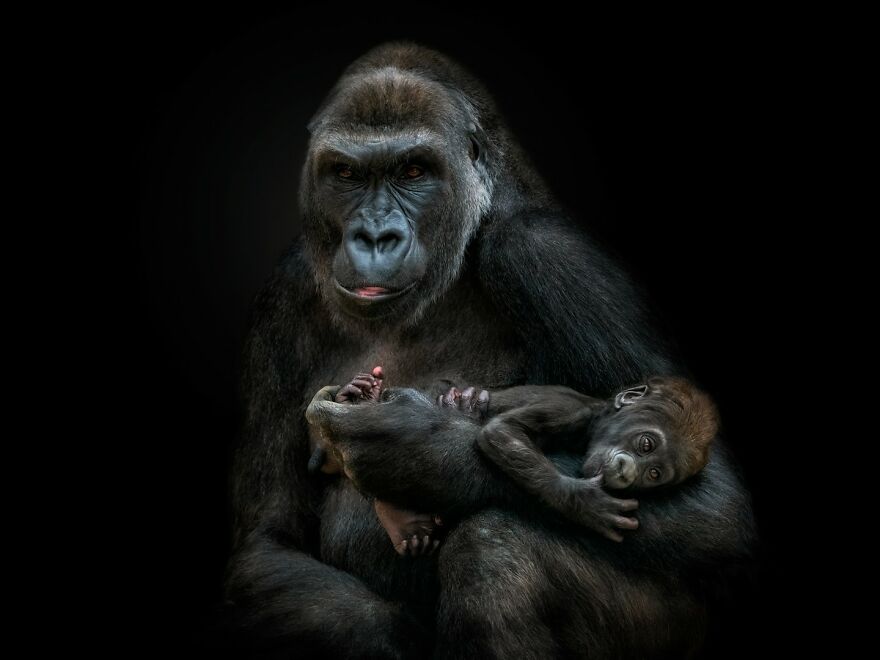 Photographer Continues To Make Impactful Portraits Of Wild Animals (65 New Pics)