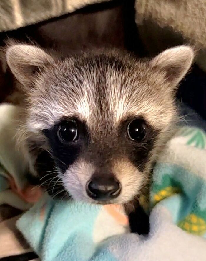 This Rescued Raccoon Fought For His Life Since The Beginning And Now He’s Thriving This Rescued Raccoon Fought For His Life Since The Beginning And Now He’s Thriving