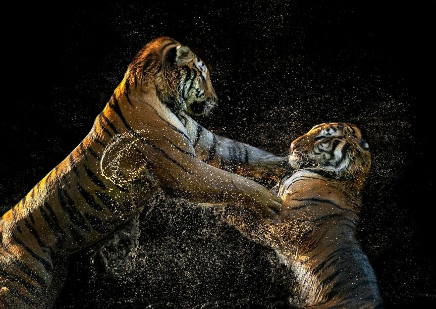 Photographer Continues To Make Impactful Portraits Of Wild Animals (65 New Pics)