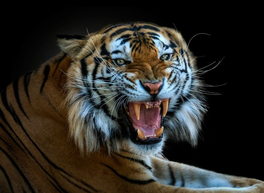 Photographer Continues To Make Impactful Portraits Of Wild Animals (65 New Pics)