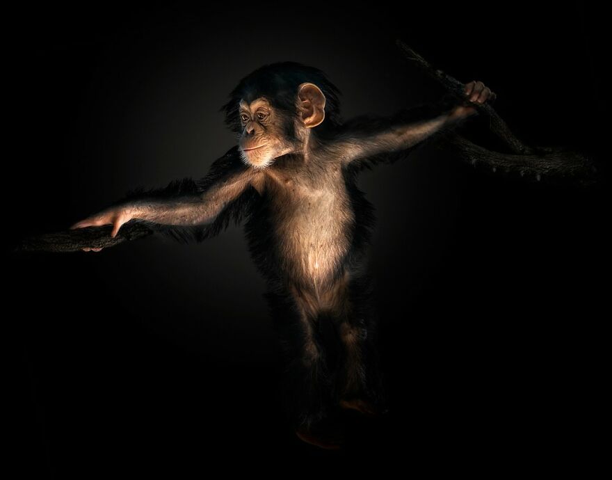 Photographer Continues To Make Impactful Portraits Of Wild Animals (65 New Pics)