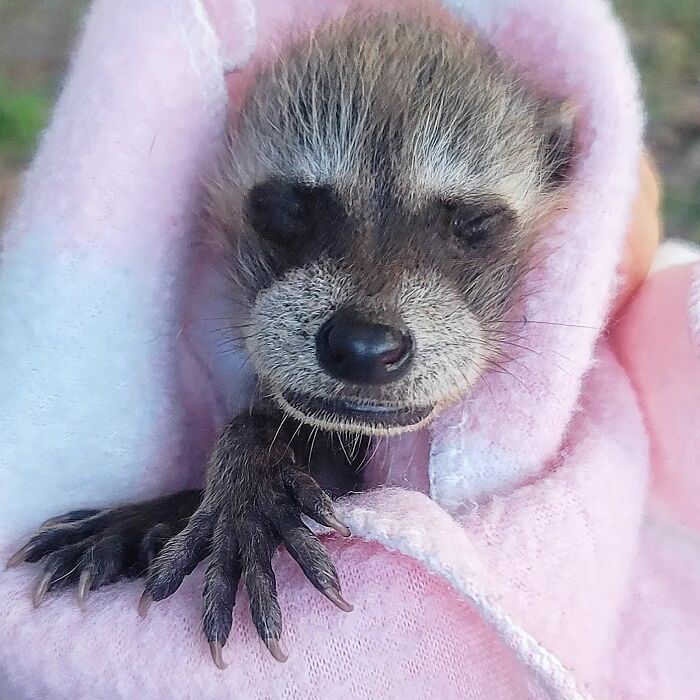 This Rescued Raccoon Fought For His Life Since The Beginning And Now He’s Thriving This Rescued Raccoon Fought For His Life Since The Beginning And Now He’s Thriving