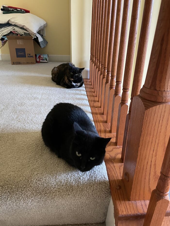 They Look So Sus And So Judgemantal! Zoom In On Their Faces!