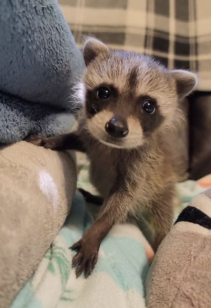This Rescued Raccoon Fought For His Life Since The Beginning And Now He’s Thriving This Rescued Raccoon Fought For His Life Since The Beginning And Now He’s Thriving
