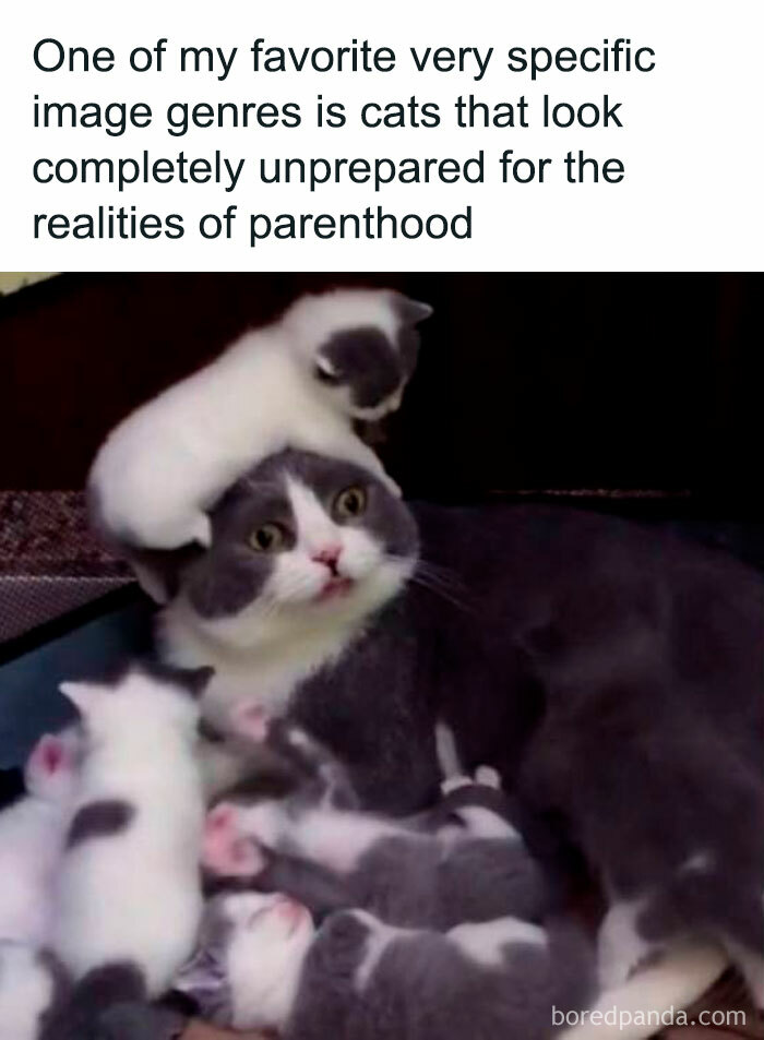Funny and polite meme of a startled cat surrounded by playful kittens, capturing the humor of unprepared parenthood.