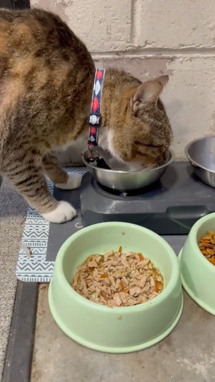 People Can’t Get Enough Of This Adorable Cat Living And Working At Home Depot People Can’t Get Enough Of This Adorable Cat Living And Working At Home Depot