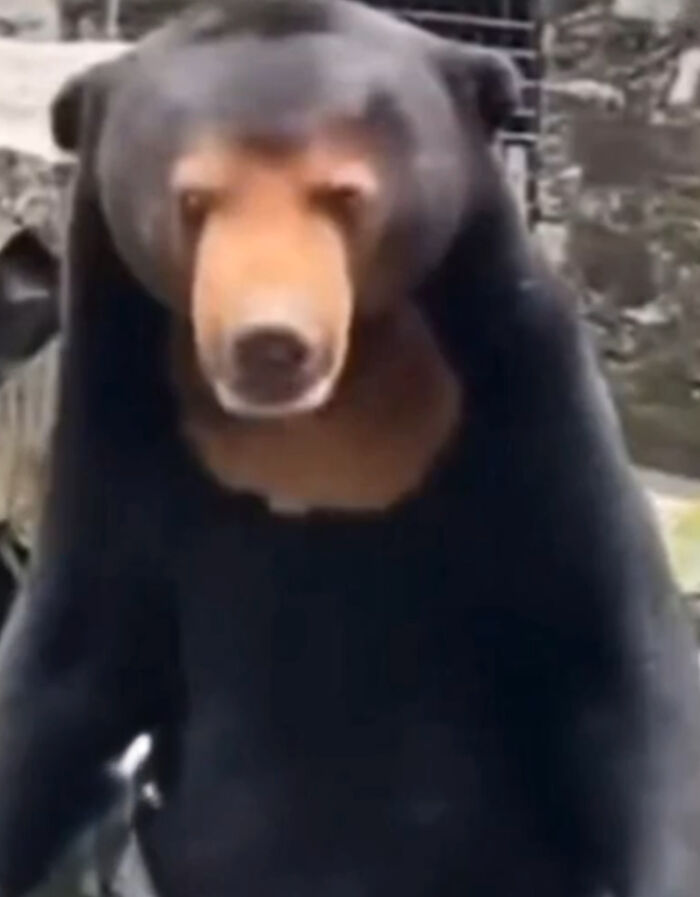People Cannot Stop Arguing Whether Sun Bears Are Humans In Costumes