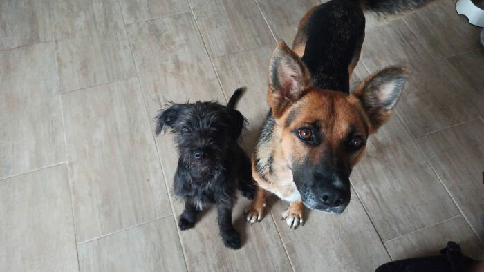 Went To Adopt A Puppy. Came Back With Her And Her Mum