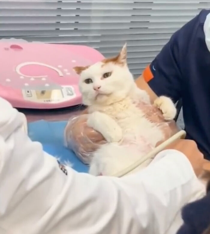 Cat Lovers Rejoice As New Medicine Will Extend Cat Lifespan To 30 Years