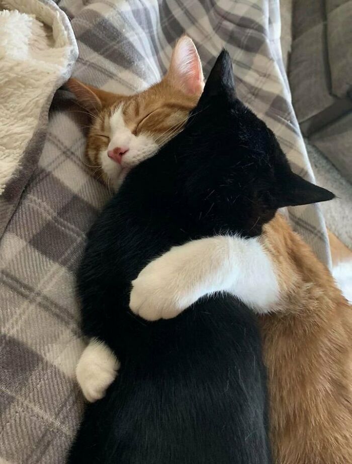 Why-You-Should-Get-Cat