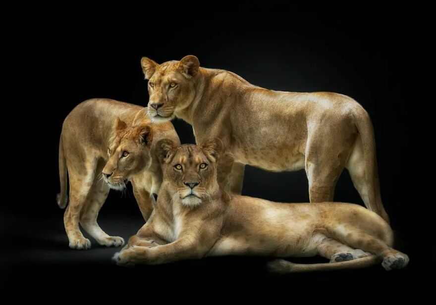 Photographer Continues To Make Impactful Portraits Of Wild Animals (65 New Pics)