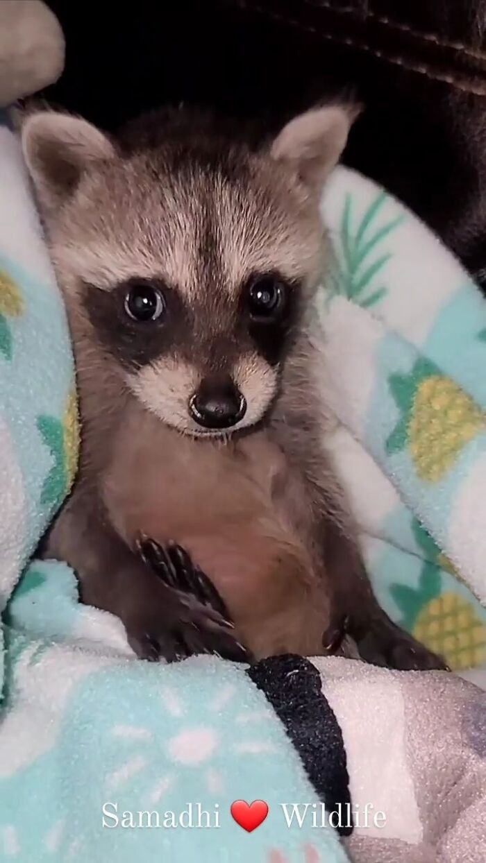 This Rescued Raccoon Fought For His Life Since The Beginning And Now He’s Thriving This Rescued Raccoon Fought For His Life Since The Beginning And Now He’s Thriving