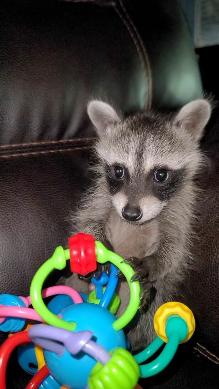 This Rescued Raccoon Fought For His Life Since The Beginning And Now He’s Thriving This Rescued Raccoon Fought For His Life Since The Beginning And Now He’s Thriving