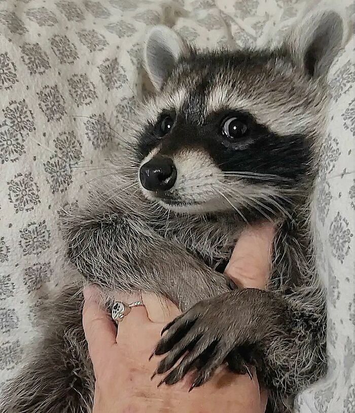 This Rescued Raccoon Fought For His Life Since The Beginning And Now He’s Thriving This Rescued Raccoon Fought For His Life Since The Beginning And Now He’s Thriving