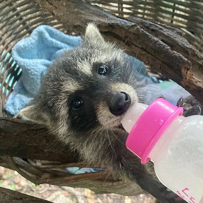 This Rescued Raccoon Fought For His Life Since The Beginning And Now He’s Thriving This Rescued Raccoon Fought For His Life Since The Beginning And Now He’s Thriving