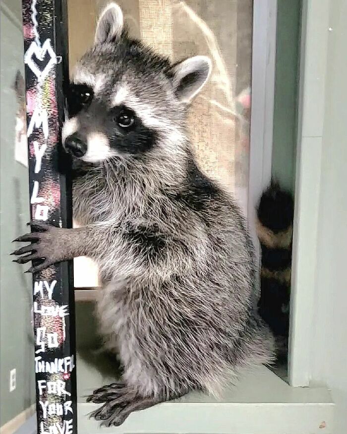 This Rescued Raccoon Fought For His Life Since The Beginning And Now He’s Thriving This Rescued Raccoon Fought For His Life Since The Beginning And Now He’s Thriving