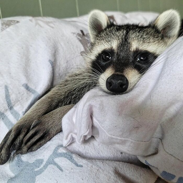 This Rescued Raccoon Fought For His Life Since The Beginning And Now He’s Thriving This Rescued Raccoon Fought For His Life Since The Beginning And Now He’s Thriving
