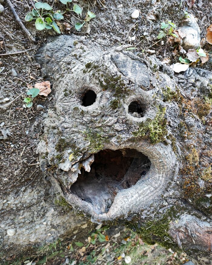 An image of an object that looks like it's surprised