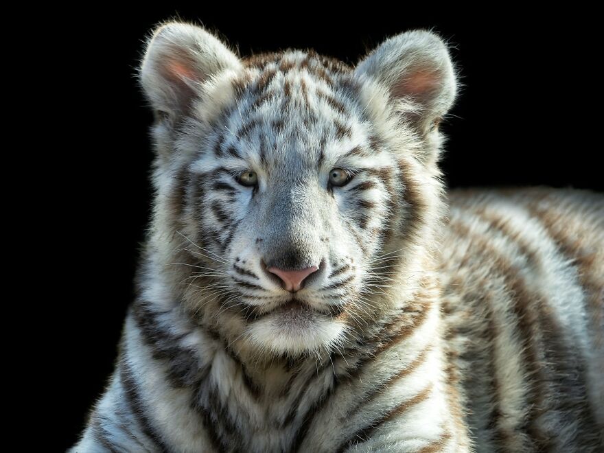 Photographer Continues To Make Impactful Portraits Of Wild Animals (65 New Pics)