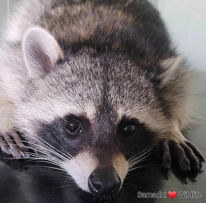 This Rescued Raccoon Fought For His Life Since The Beginning And Now He’s Thriving This Rescued Raccoon Fought For His Life Since The Beginning And Now He’s Thriving