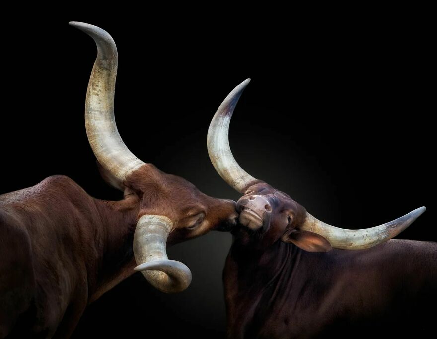 Photographer Continues To Make Impactful Portraits Of Wild Animals (65 New Pics)