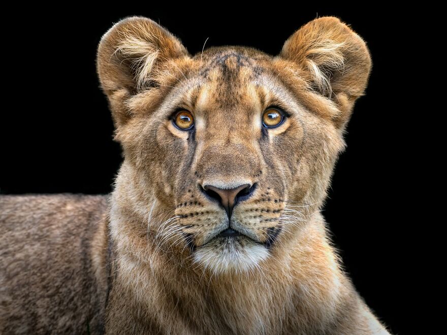 Photographer Continues To Make Impactful Portraits Of Wild Animals (65 New Pics)