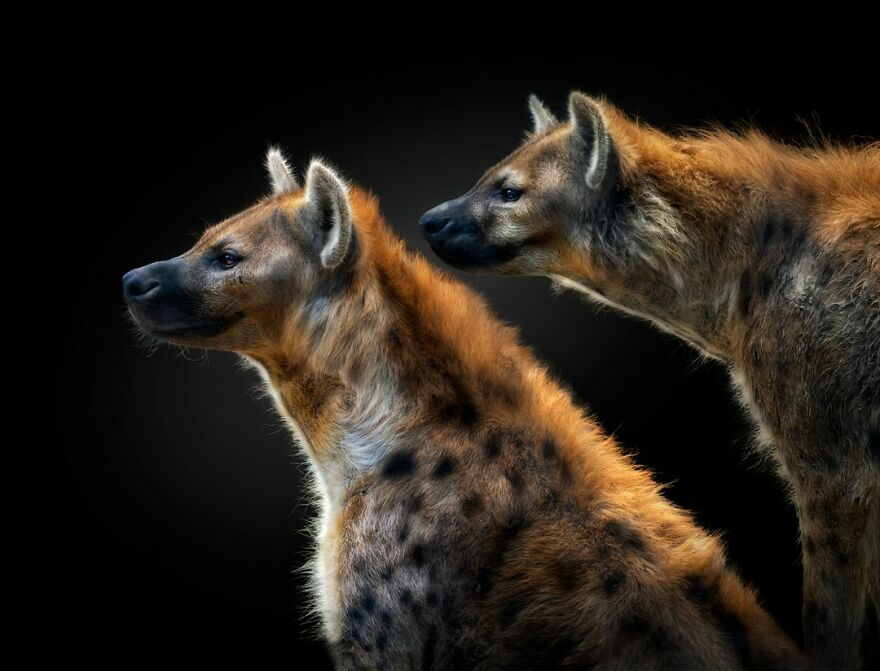 Photographer Continues To Make Impactful Portraits Of Wild Animals (65 New Pics)