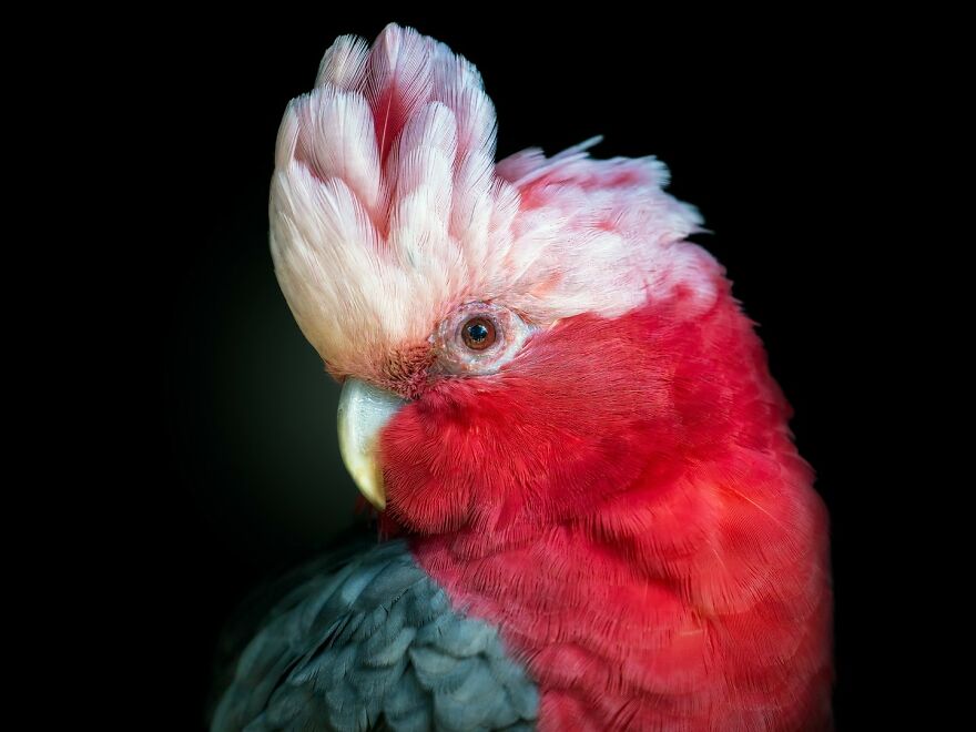 Photographer Continues To Make Impactful Portraits Of Wild Animals (65 New Pics)