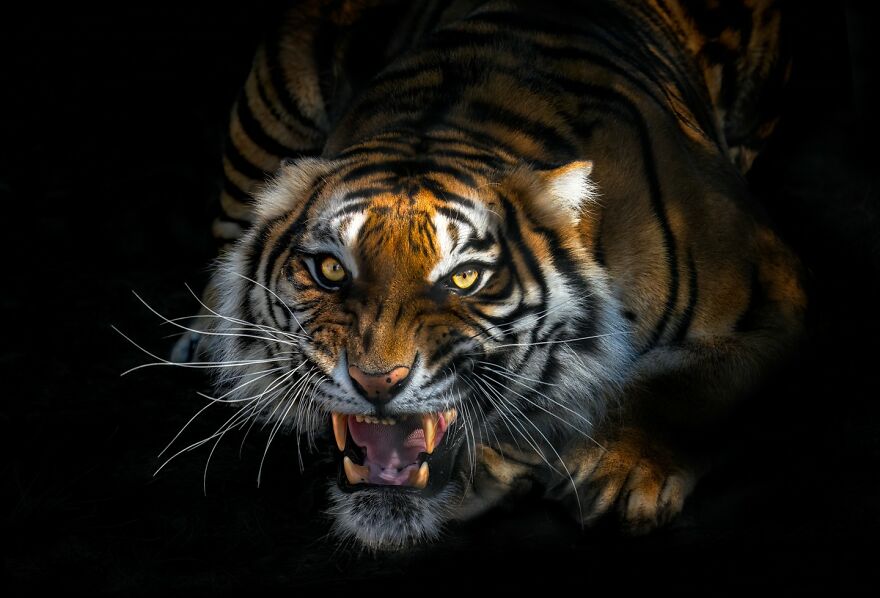 Photographer Continues To Make Impactful Portraits Of Wild Animals (65 New Pics)