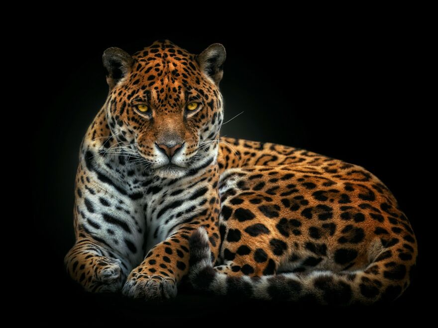 Photographer Continues To Make Impactful Portraits Of Wild Animals (65 New Pics)