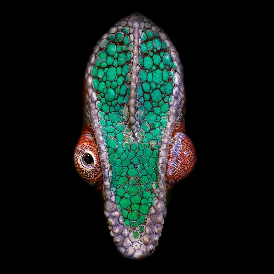 Photographer Continues To Make Impactful Portraits Of Wild Animals (65 New Pics)