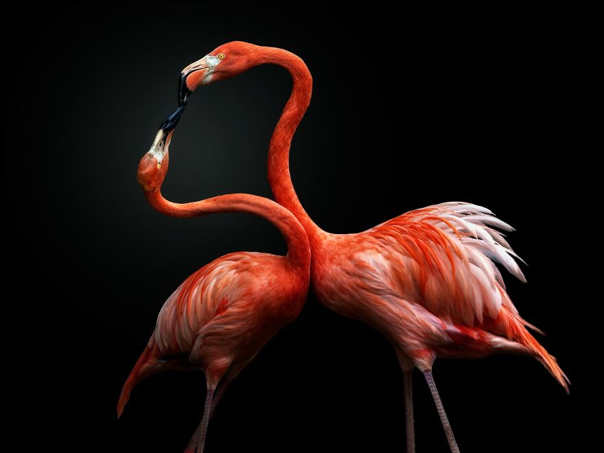 Photographer Continues To Make Impactful Portraits Of Wild Animals (65 New Pics)