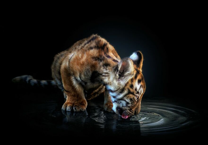 Photographer Continues To Make Impactful Portraits Of Wild Animals (65 New Pics)