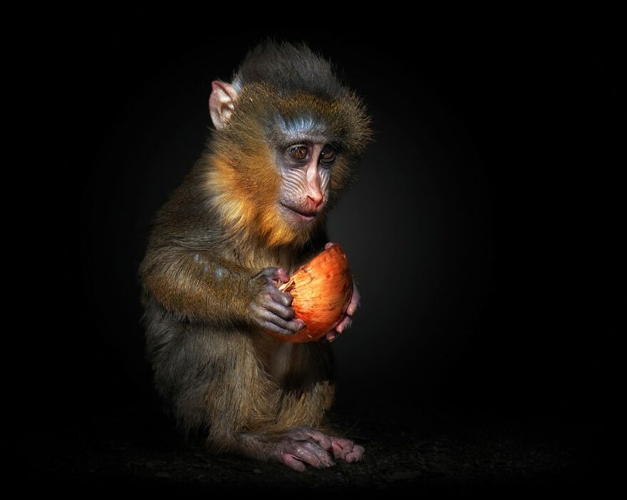 Photographer Continues To Make Impactful Portraits Of Wild Animals (65 New Pics)